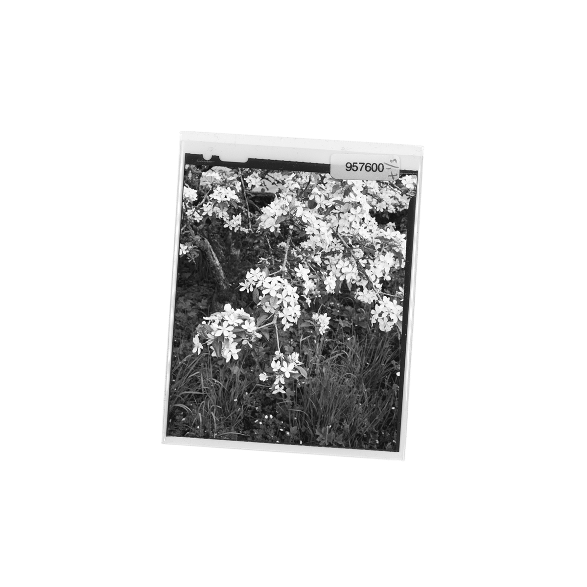 Polaroid inspiration nature fleurs